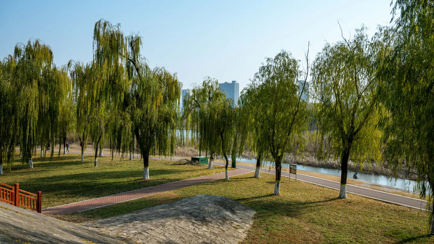 A paved path running through a riverside park lined with willow trees.