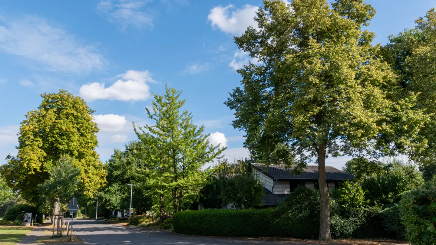 A quiet suburban street under mature trees, with a low house set back behind the curb.